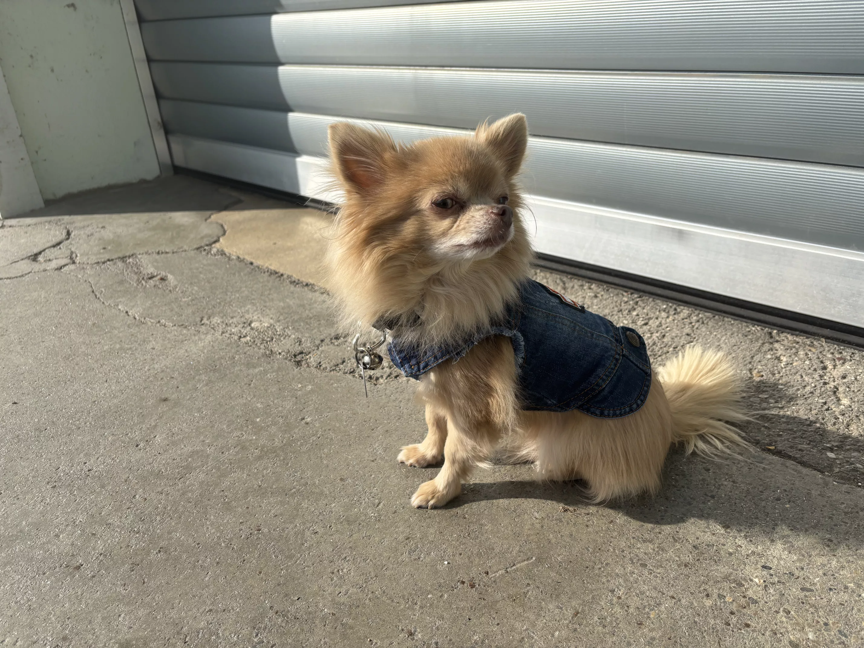 wolf-stremetzne-hund-3